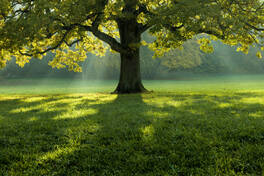 How does online training help the environment? - Part II